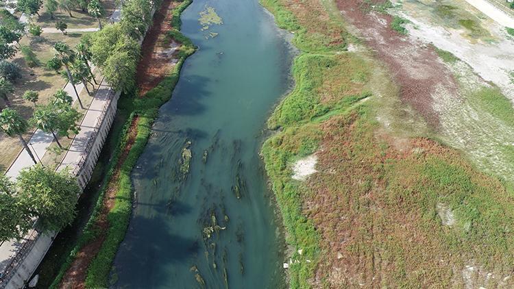 Seyhan Nehri'ni yosun kapladı: Kötü koku oluştu