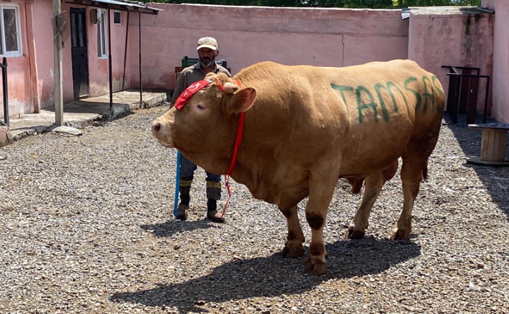 Tam 1 ton 150 kilo! 'Şahmurat' 300 bin liraya satıldı