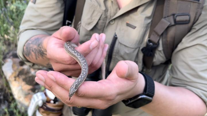 Türkiye'deki tek boa yılanı türünü görüntüledi... 'Popülasyonları azalıyor'