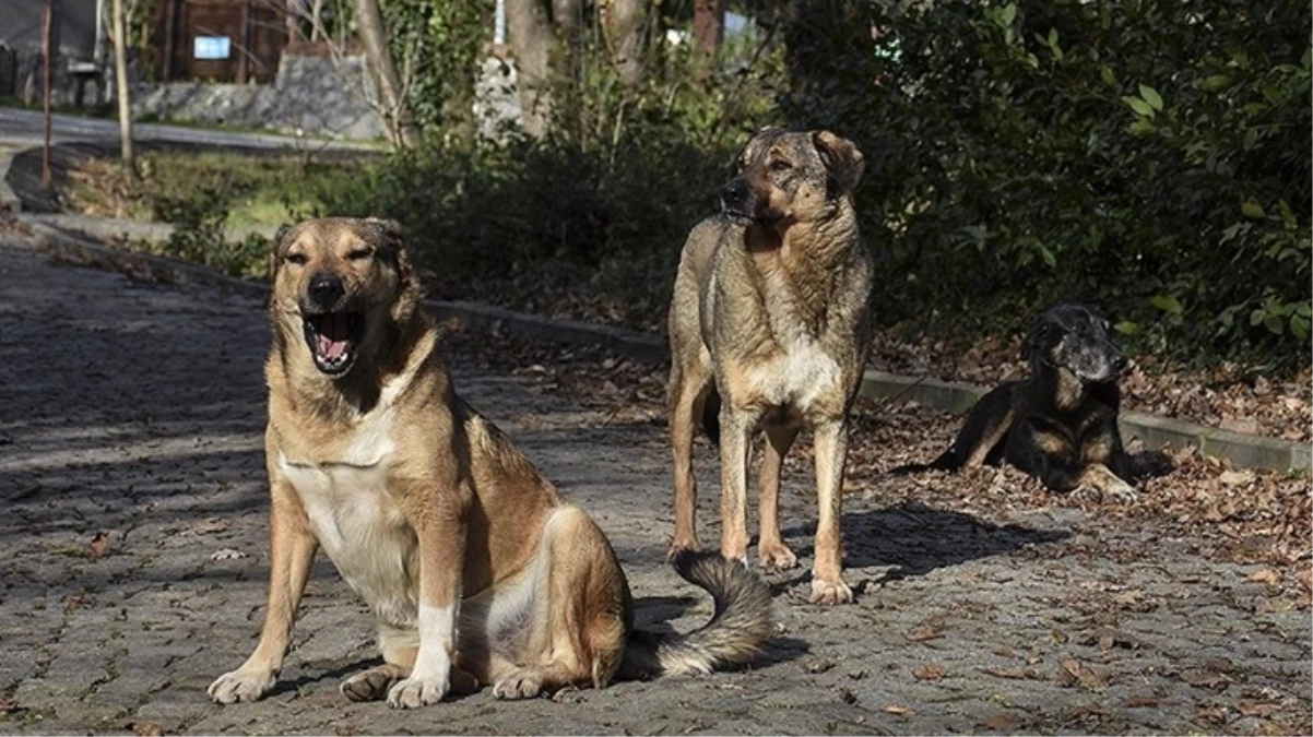 17 maddelik teklif TBMM Başkanlığı'na sunuldu! Sahipsiz saldırgan köpeklere ötenazi uygulanacak