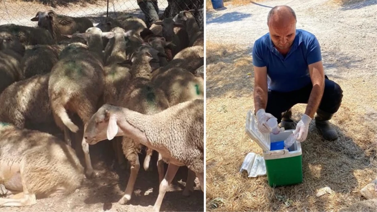 30 koyun aynı anda telef oldu, ekipler soluğu bölgede aldı