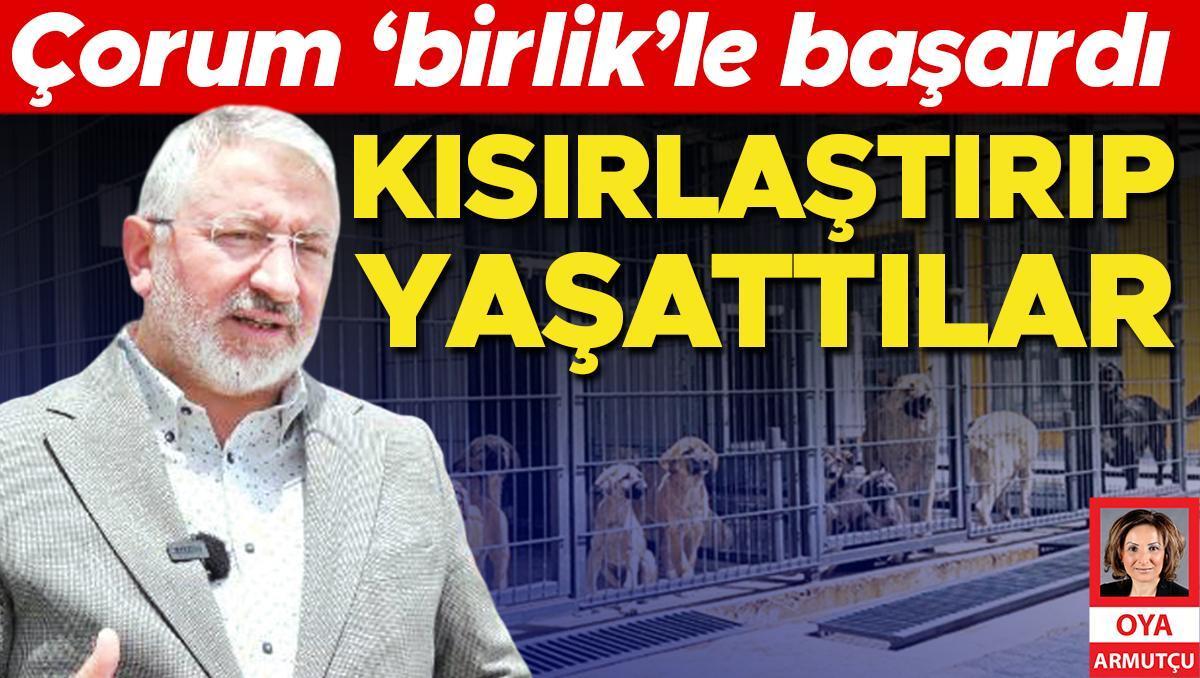 Çorum ‘birlik’le  başardı: Kısırlaştırıp yaşattılar