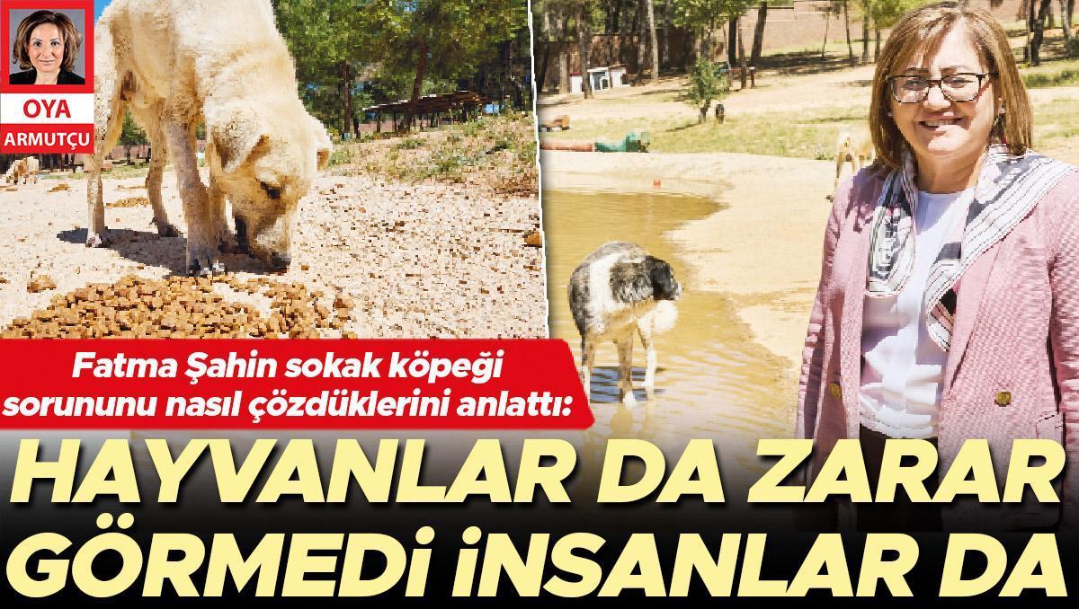 Fatma Şahin sokak köpeği sorununu nasıl çözdüklerini anlattı: Hayvanlar da zarar görmedi insanlar da...