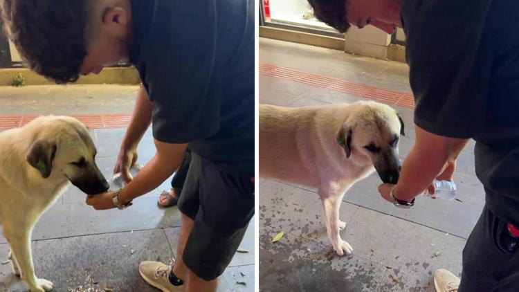 Hatay'da yürekleri ısıtan görüntü: 17 yaşındaki genç, sokak köpeğine avcuyla su içirdi