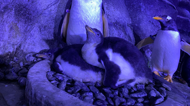 İstanbul Akvaryum'un bilimsel çalışmaları sonuç verdi: Dört bebek penguen daha doğdu | Aktüel Haberleri