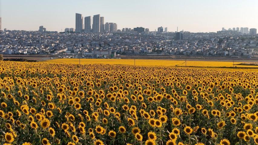 İstanbul’da betonlar arasında hayran bırakan görüntü