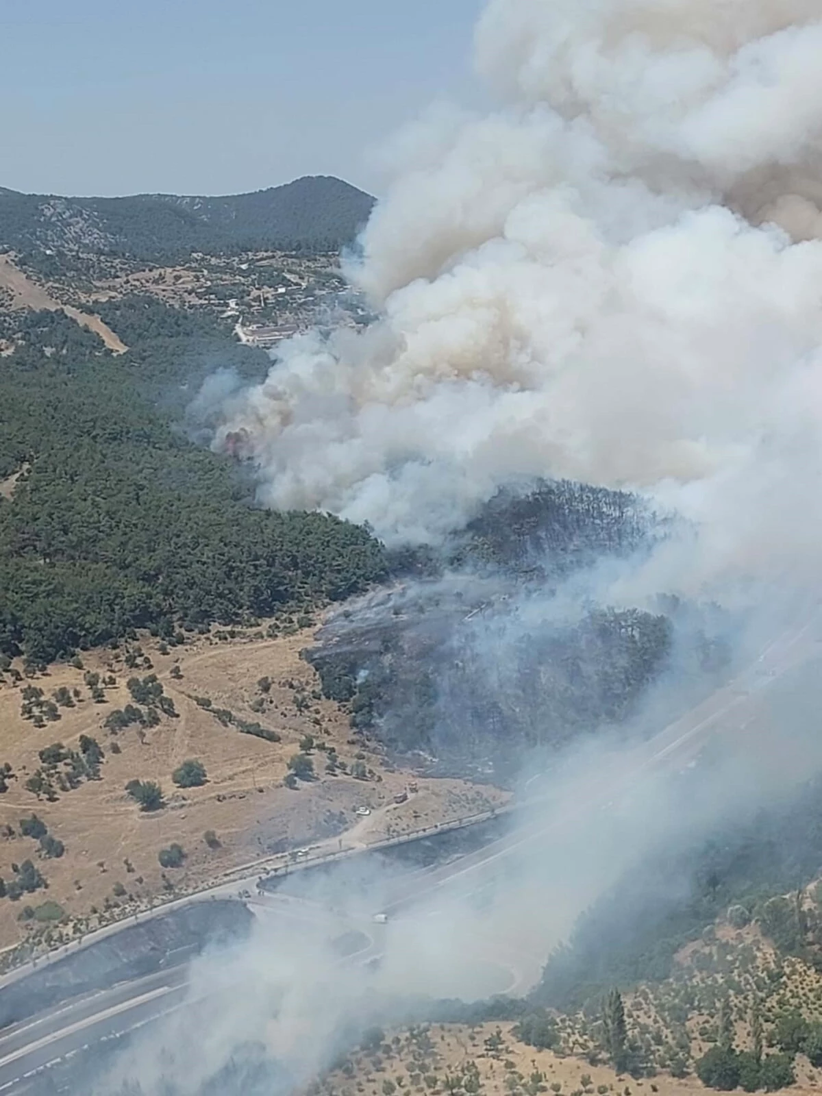 İzmir Bornova'da Orman Yangını Çıktı