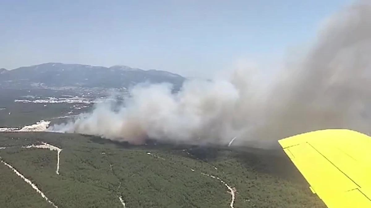 İzmir'in Buca ilçesinde orman yangını çıktı