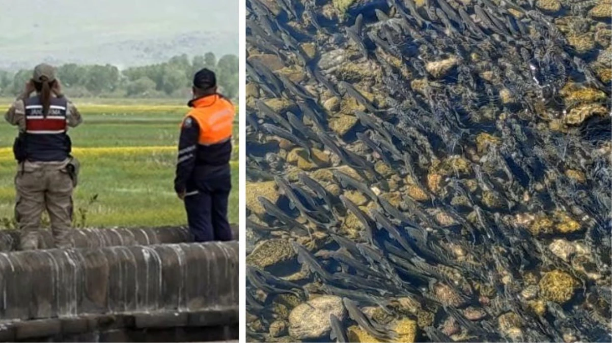 Jandarmadan "Kefal" devriyesi! 58 ton ölü inci kefali balığı ele geçirildi