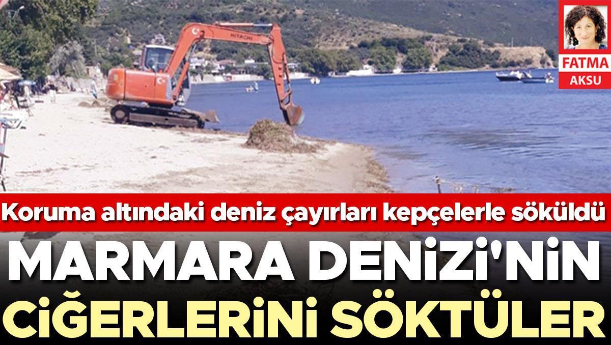 Marmara Denizi’nde deniz çayırı katliamı