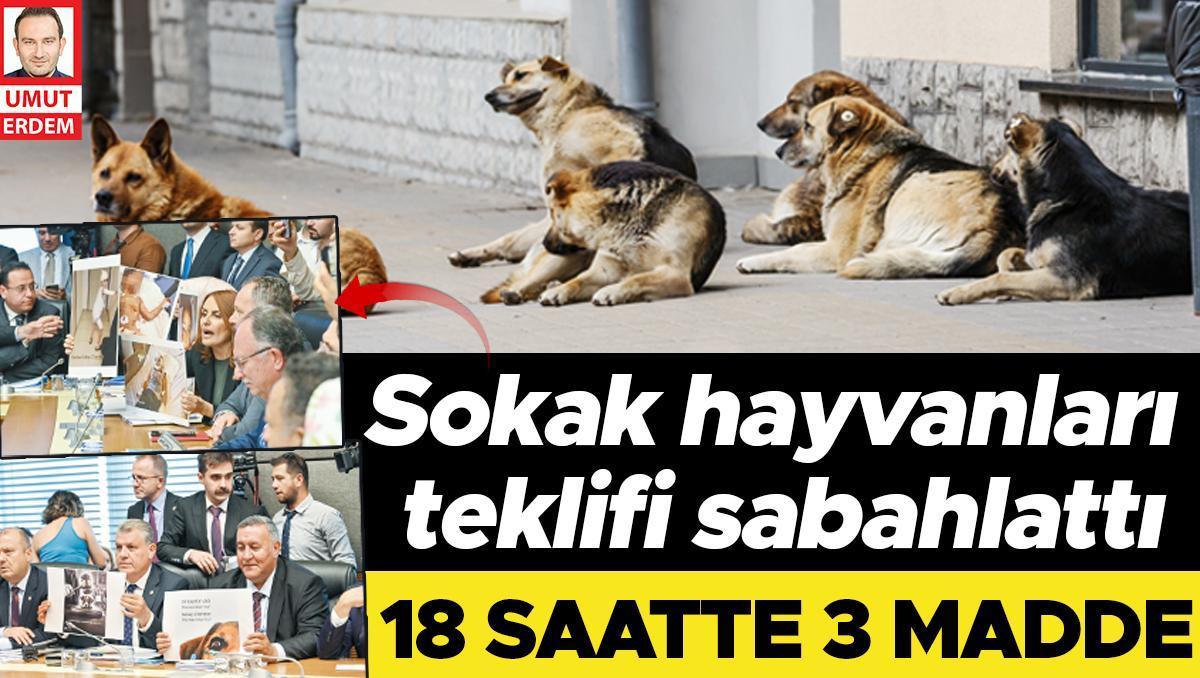 Sokak hayvanları teklifi sabahlattı: 18 saatte 3 madde