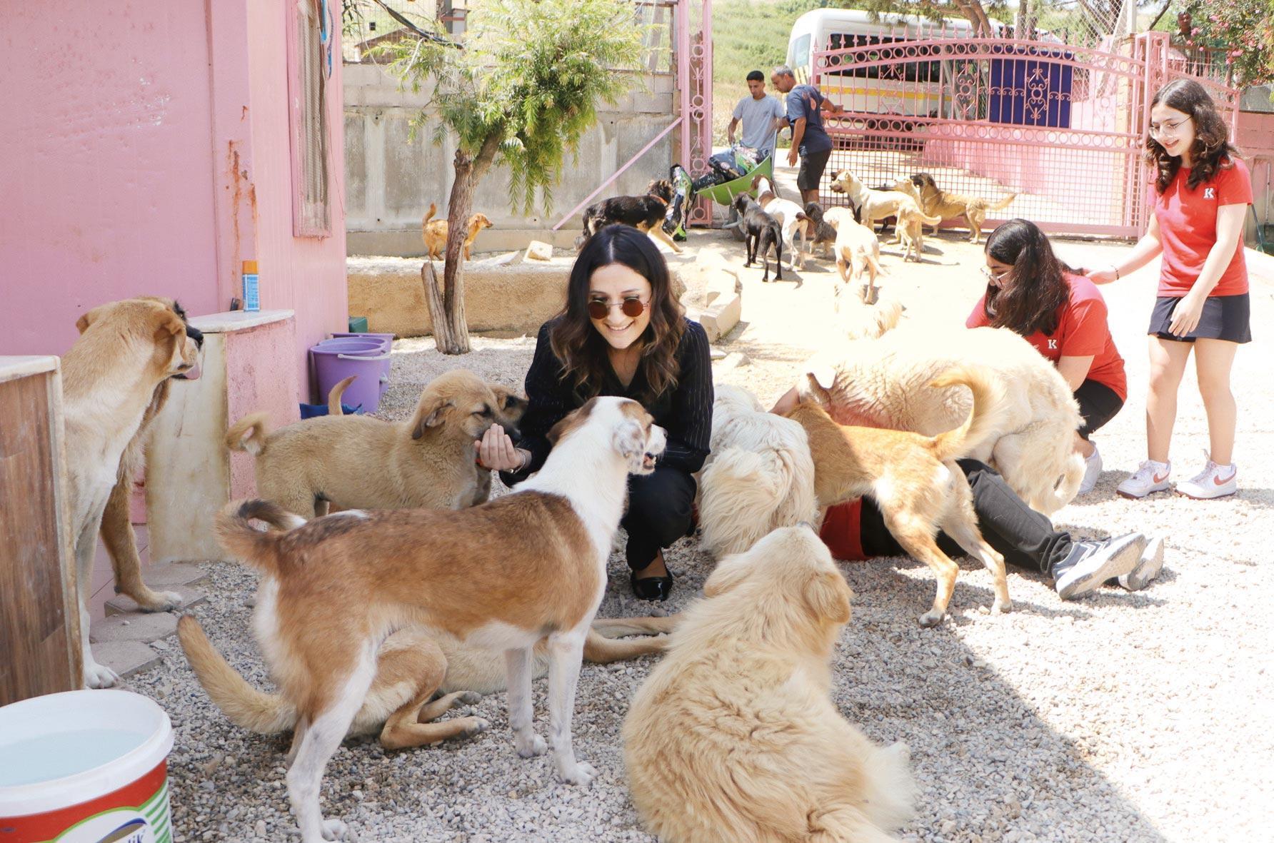 Teklif ne getiriyor... Sokak köpekleri barınaklara