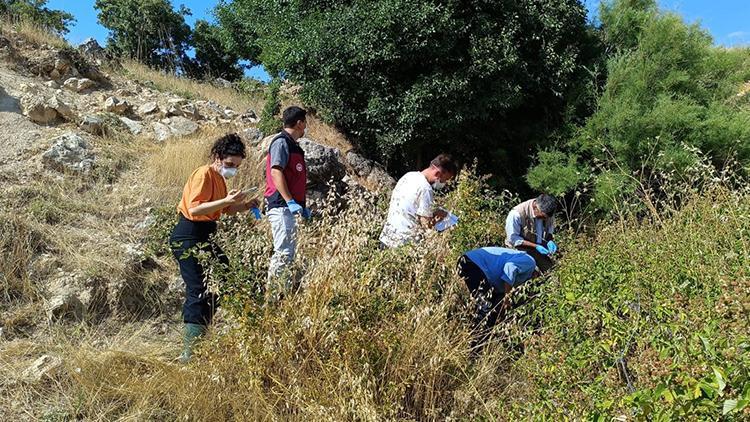 Tunceli'de üzücü olay! Biri uçurumdan atlayınca diğerleri de peşinden gitti: 43 koyun telef oldu