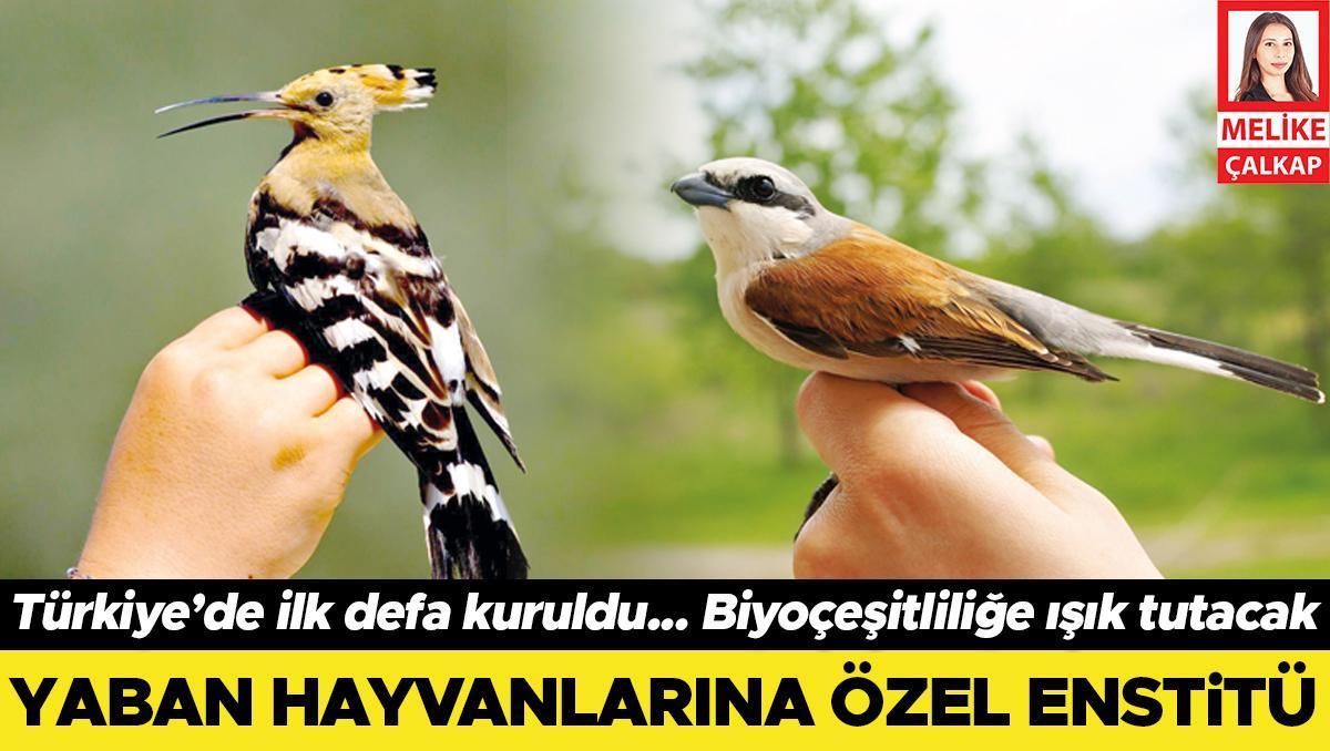 Yaban hayvanlarına özel enstitü