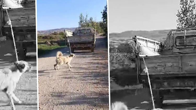 Amasya'da tepki çeken görüntü! 'Köpeğe eziyet' eden şüpheli yakalandı