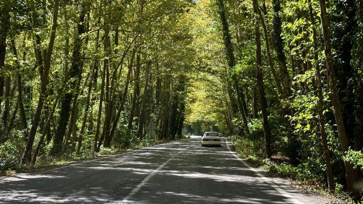 Bartın'da ağaç tüneli görenleri hayran bırakıyor