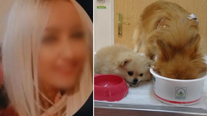 Bursa'da eski sevgilisi şikayet etti: Köpeklere yaptığı işkence ortaya çıktı