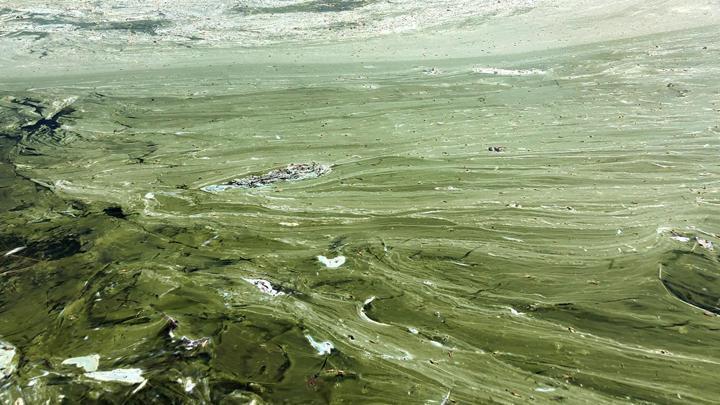 Eğirdir Gölü'nde müsilaj ortaya çıktı! 'Çok geç kalınırsa gölün önceki su kalitesine sahip olması imkansızlaşacak'