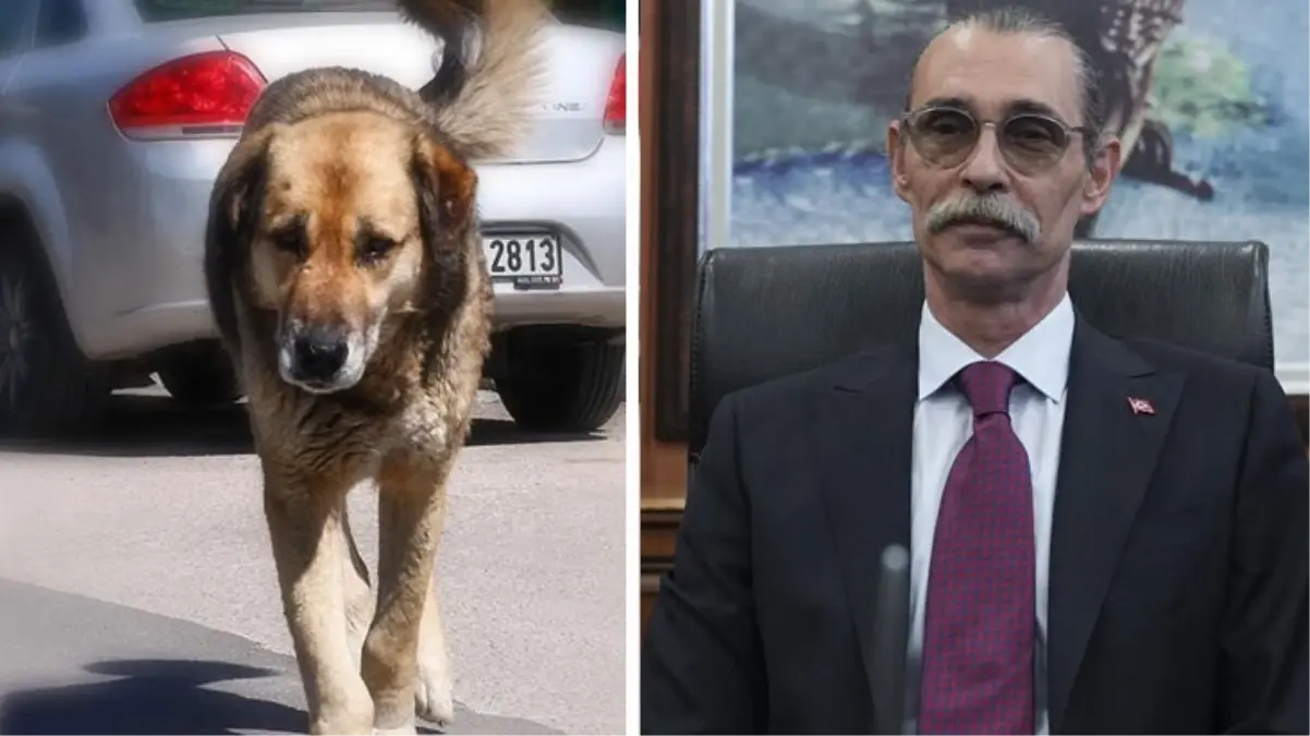 Erdal Beşikçioğlu'ndan skandal karar! Çocuğu ısıran köpeği, yakalandığı yere bırakacak