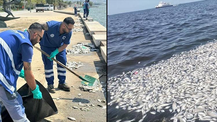 İzmir'de kokuya neden olan balık ölümleriyle ilgili açıklama.... Su ve balıklardan alınan numenin analiz sonuçları paylaşıldı