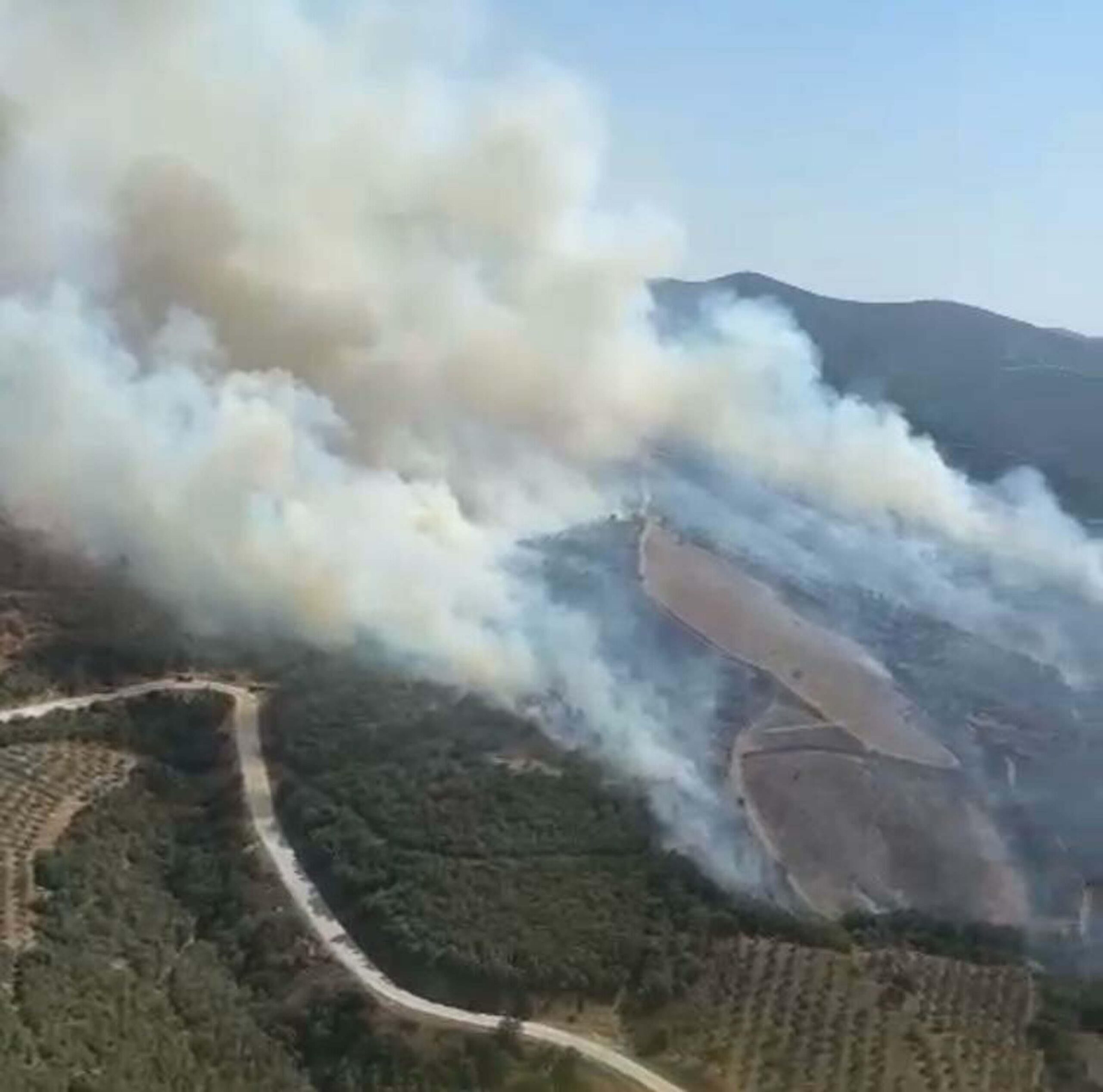 Manisa Salihli'de orman yangın