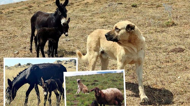 Muhteşem içgüdü! 'Kral' isimli köpeğin sadakati hayran bıraktı... Önce hamile koyunun sonra da hamile eşeğin kahramanı oldu