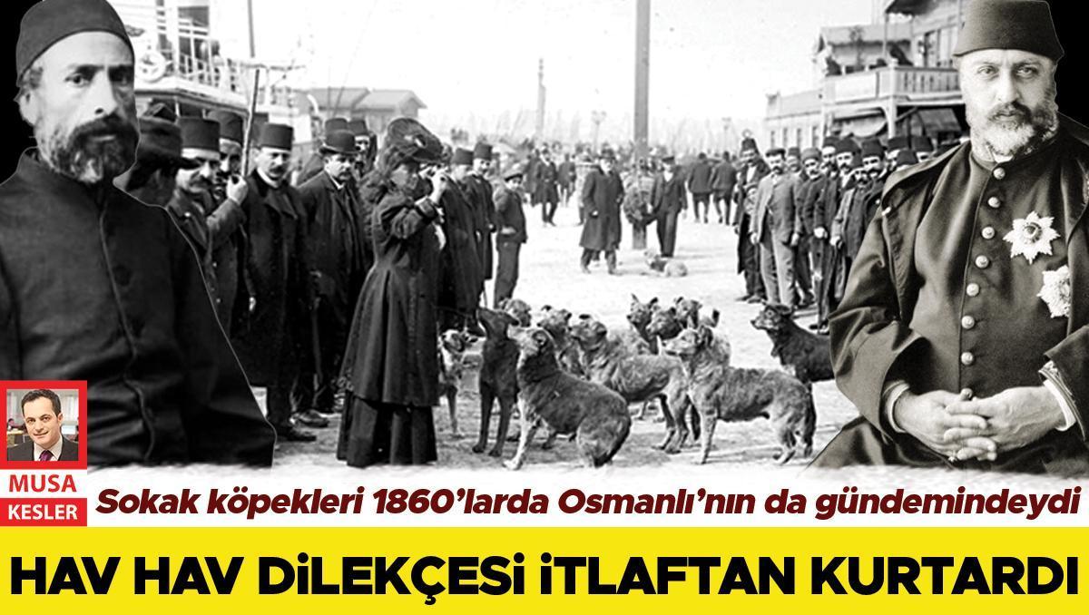 Osmanlı da yaşatmayı seçmiş... ‘Hav hav’ dilekçesi köpekleri kurtardı