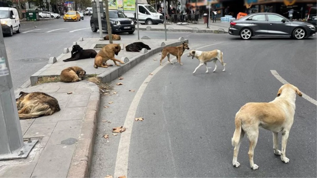 Sahipsiz köpeklere yönelik düzenlemeleri de içeren kanun, Resmi Gazete'de yayımlanarak yürürlüğe girdi