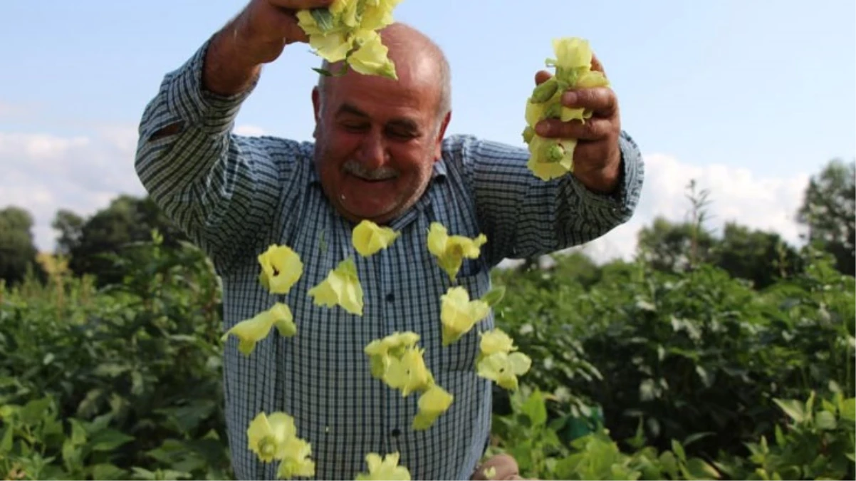 'Sarı altın' için hasat başladı! Bu yıl kilosu 1000 TL'den alıcı buluyor