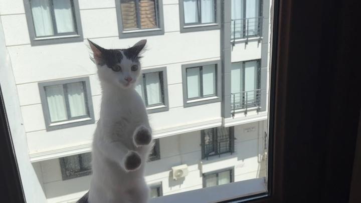 Üçüncü kattaki dairenin penceresinde mahsur kalan kedi için seferber oldular