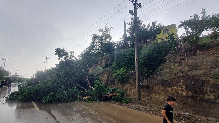 Adana'da kuvvetli fırtına. Ağaç yola devrildi