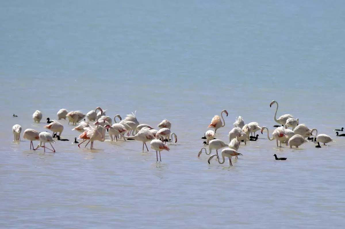 Arin Gölü'nde Flamingo Şöleni