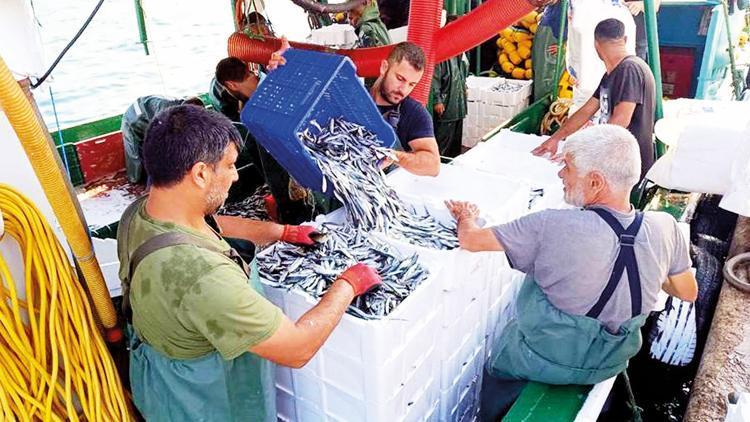 Balık sezonu başladı: Çok palamut az hamsi