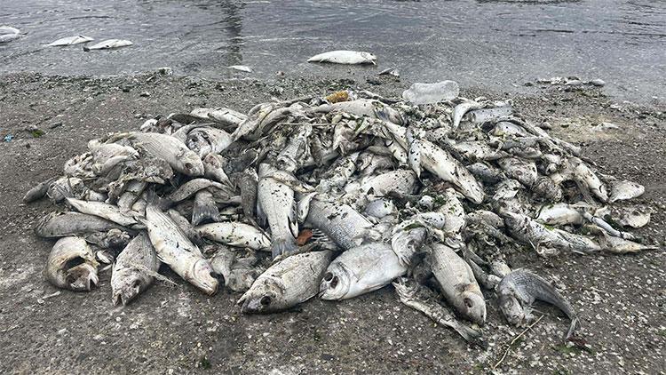 'İzmir Körfezi'ndeki kirlilik sonrası balık satışı yarı yarıya azaldı'