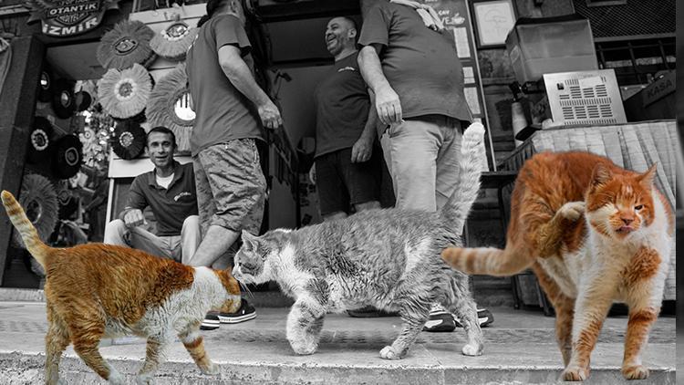 İzmir'in 'Garfield'ı Tarçın 17 yıldır Kızlarağası Hanı'nda