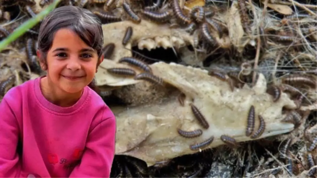 Narin Güran cinayetini Adli Tıp'ta özel olarak saklanan 'dedektif böcekler' çözecek