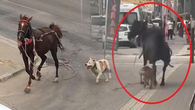 Pitbull cinsi köpek ata saldırdı... O anlar kamerada